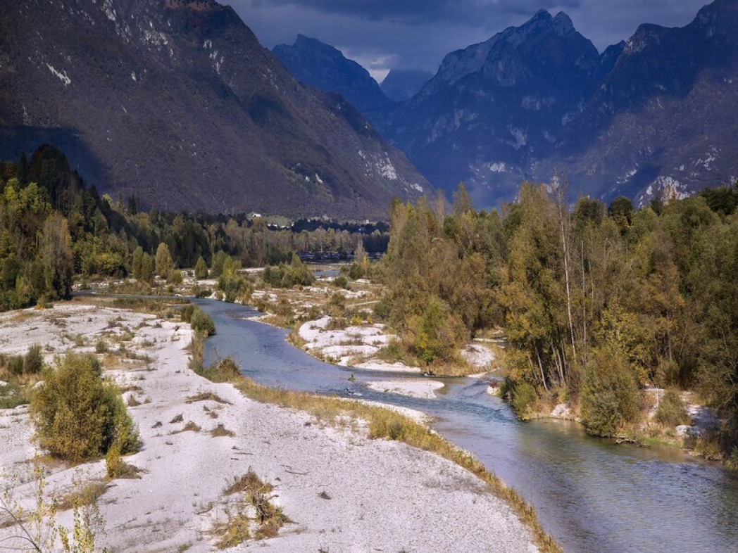 trees on a mountain, sky