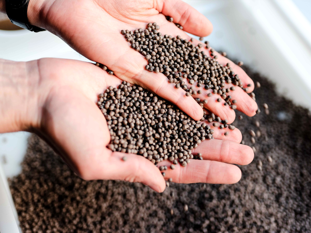 caffee beans and hands