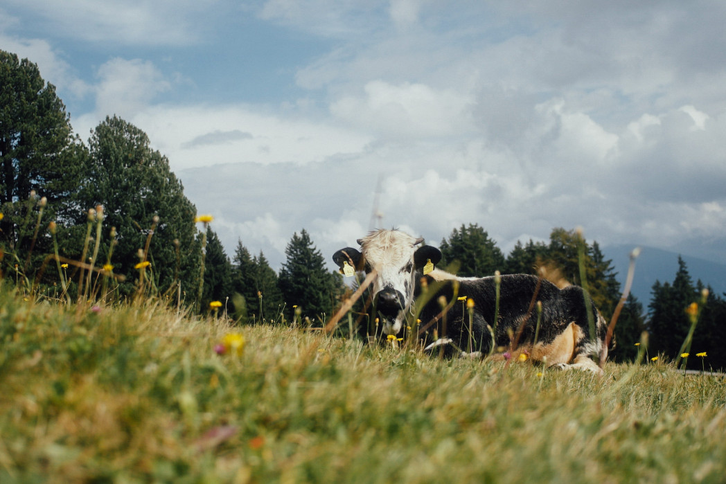 Wiese mit Kuh