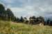 Wiese mit Kuh