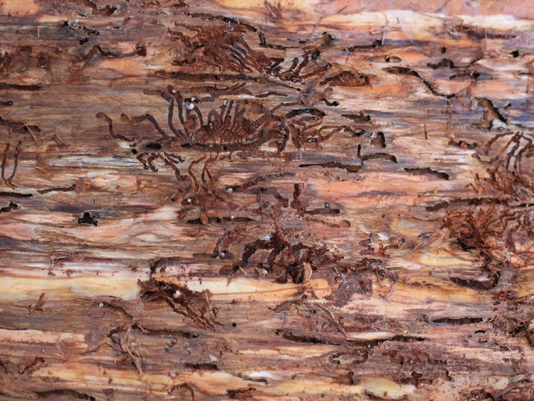Frassbild Borkenkäfer, immagine pezzo di legno con segni del bostrico
