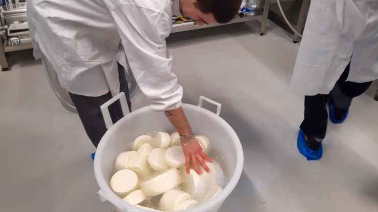 Cheese making