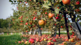 Innere Schäden bei Äpfeln: Forschungskooperation für Früherkennungstechnologie