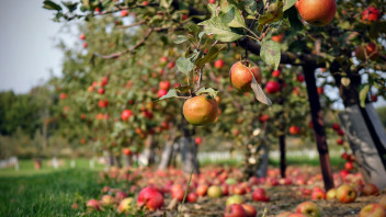 Innere Schäden bei Äpfeln: Forschungskooperation für Früherkennungstechnologie