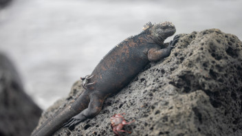 Micro-Darwin. Le radici invisibili delle Galápagos in mostra 