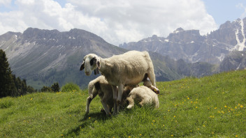 Schafe, Wolle und neue Perspektiven