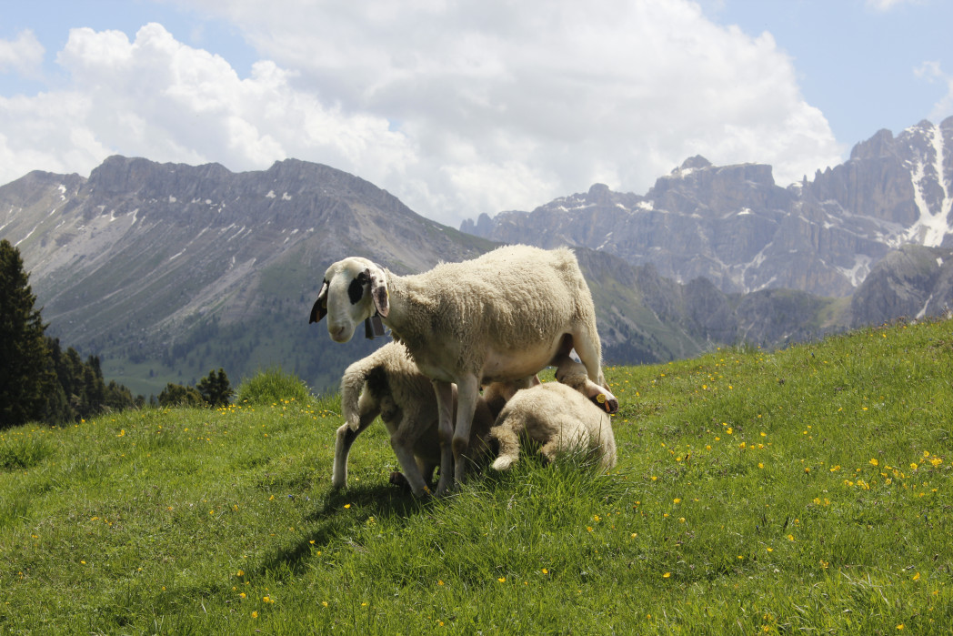 Tre pecore su un prato di montagna. Sullo sfondo alte montagne e alcune nuvole nel cielo.