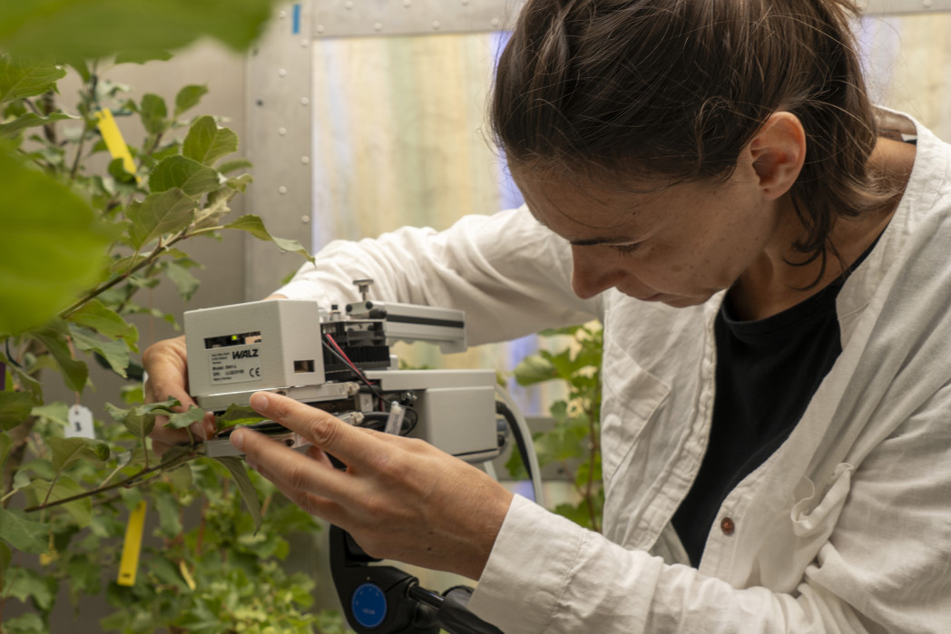 Eine Person mit Laborkittel macht mit einem technischen Gerät Messungen an Blättern von Baumästen.