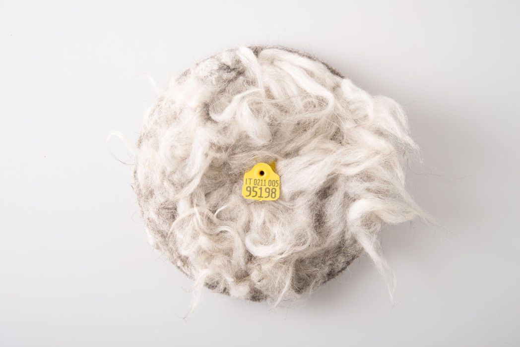 Eine runde Scheibe mit Wollproben eines weißen Schafes - in der Mitte eine Ohrmarke mit Daten zu diesem bestimmten Schaf.