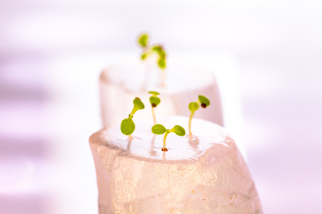 Germogli verdi in idrogel.