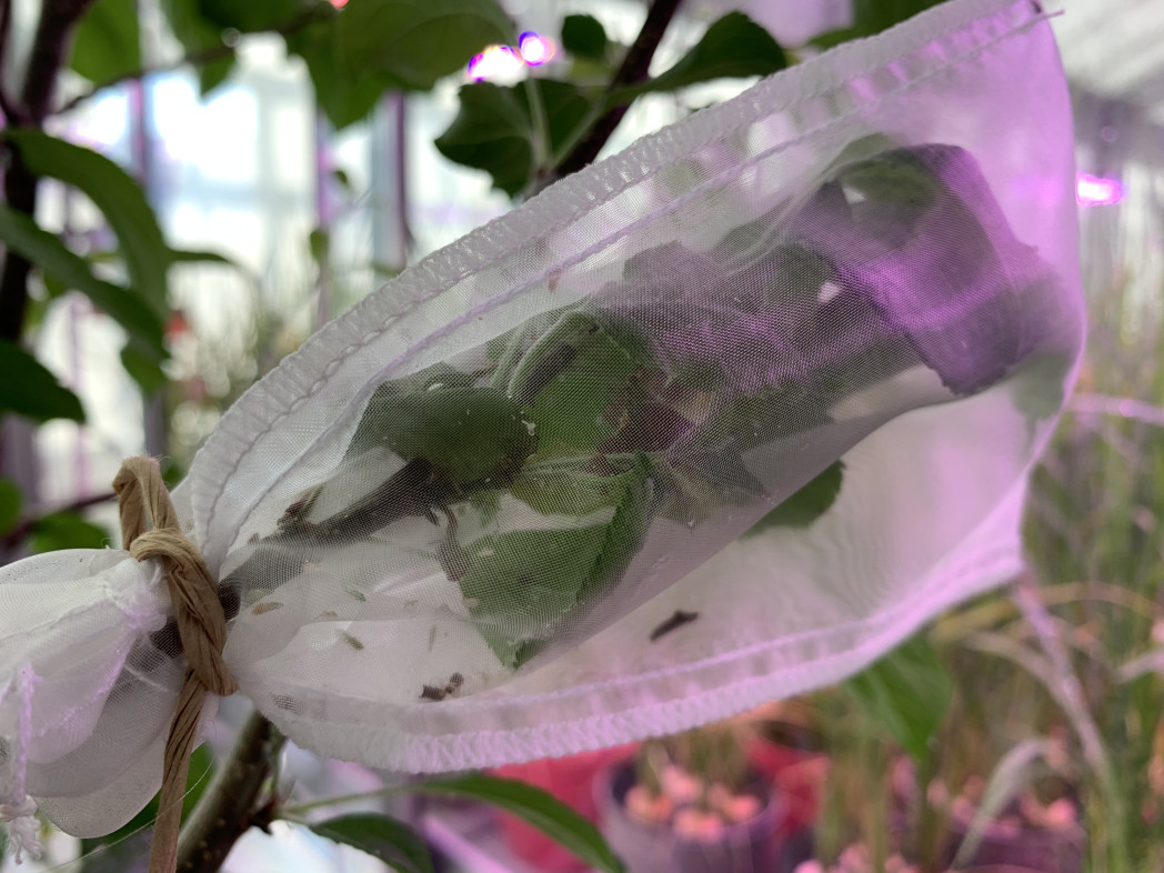 Ramo con foglie verdi in una rete bianca per insetti in serra.