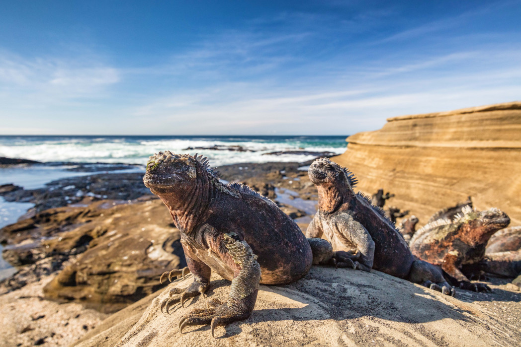 Diverse iguane marine sono posate su rocce illuminate dal sole lungo una costa rocciosa, con il mare e il cielo azzurro sullo sfondo.