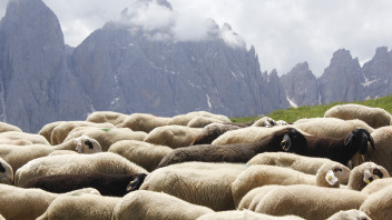 Wenn Wolle vernetzt wird