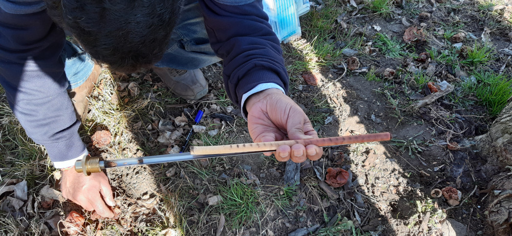Campione di legno prelevato da un vecchio albero di melo.