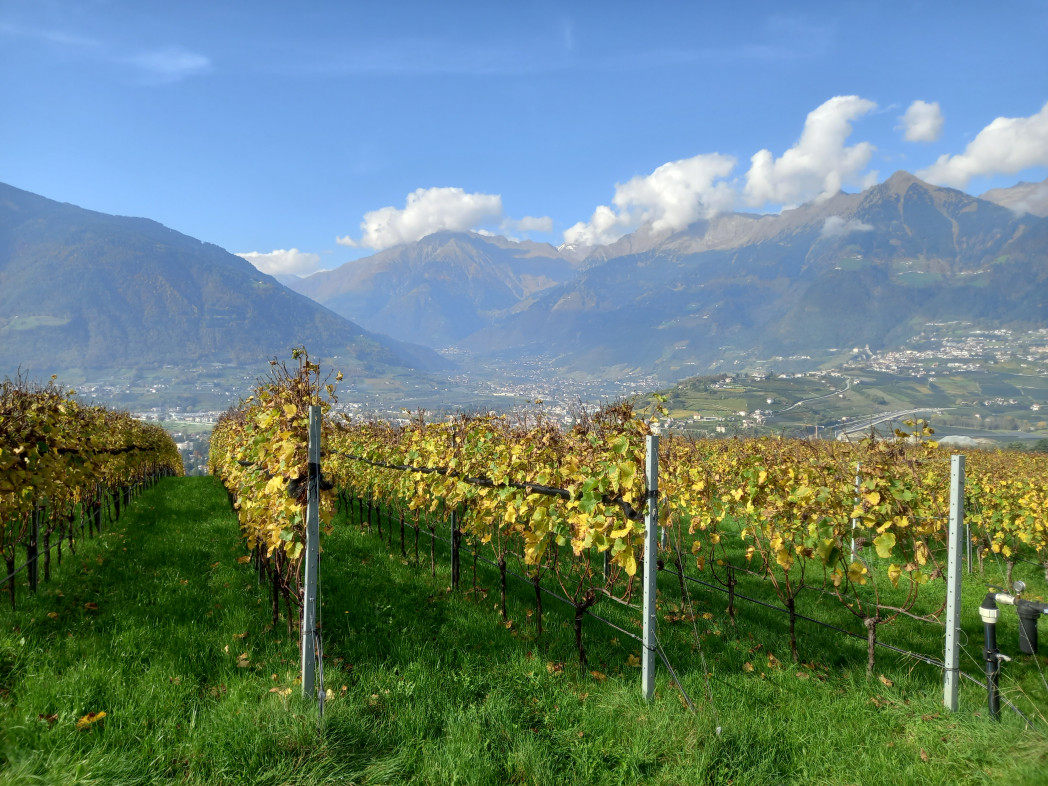 Vineyard in autumn with mountains and a town in the background under a blue sky.