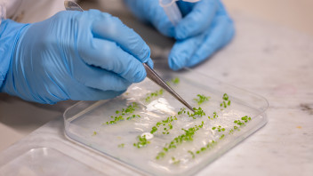 Piante bioibride. unibz crea le superpiante che migliorano l'ambiente