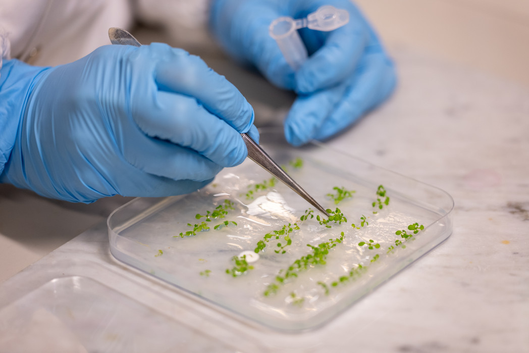 Behandschuhte Hände platzieren mit einer Pinzette kleine grüne Pflanzenproben in einer Petrischale im Labor.