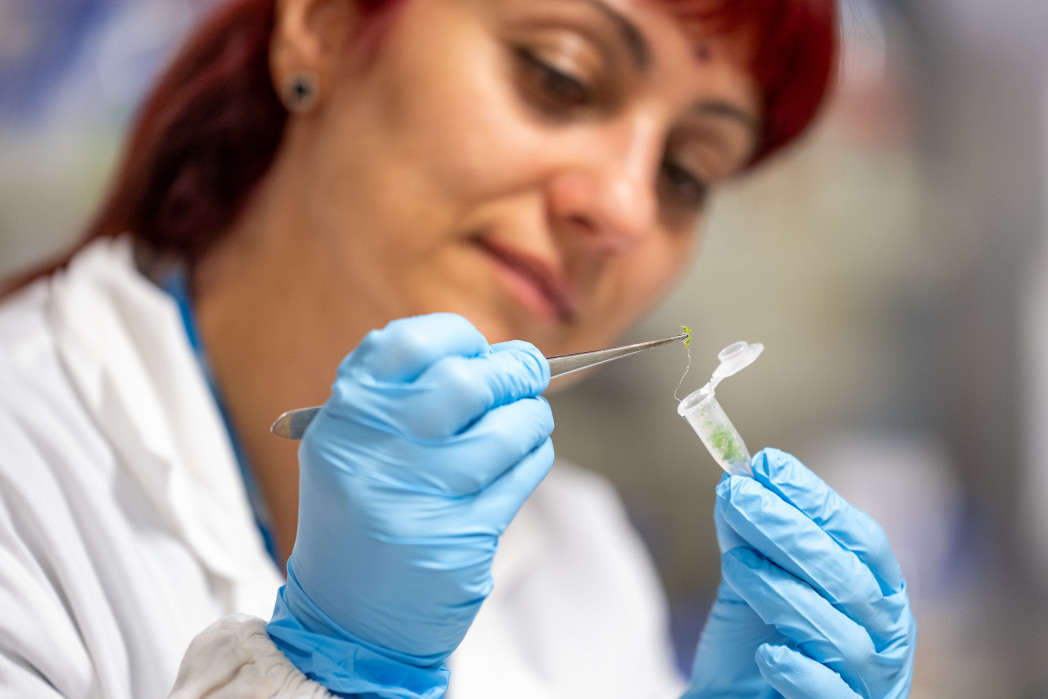 Eine Laborfachkraft mit Handschuhen hält mit einer Pinzette eine kleine grüne Pflanzenprobe über einem Reagenzgefäß.