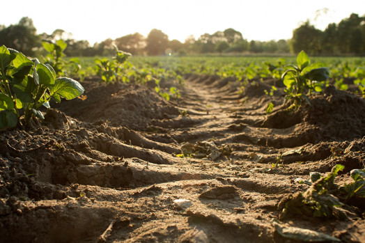 Landscape - soil in the morning sun