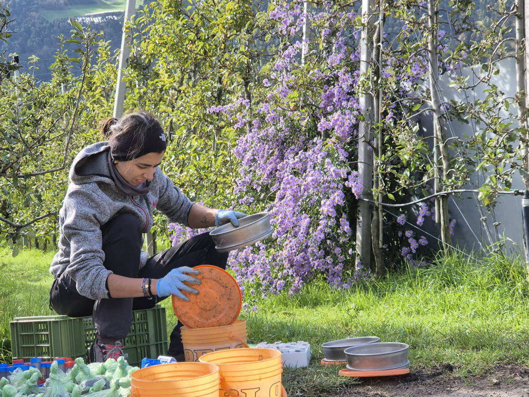 Frau sitzt am Boden und siebt Erde in einen Topf, im Hintergrund Apfelbäume
