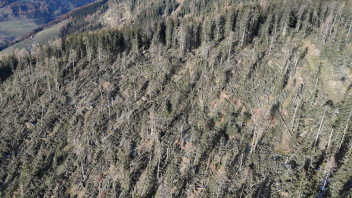 Neue Erkenntnisse zu Ökologie und Biologie des Buchdruckers