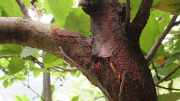 Kastanienrindenkrebs: Forschungsschwerpunkte zur Bekämpfung der Krankheit