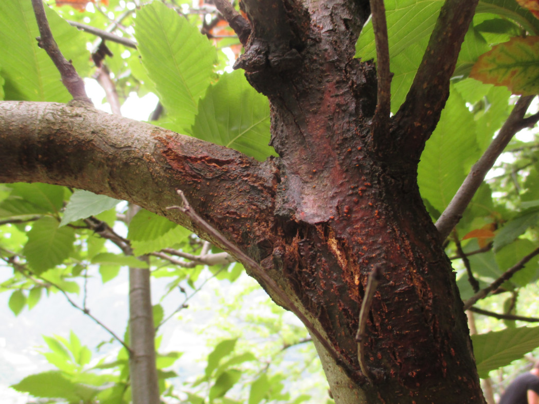 Ein Baumstamm mit Zweigen, an dem Risse zu sehen sind.