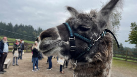 Lama e alpaca. A Bolzano il simposio e la conferenza sui camelidi del Nuovo Mondo dedicata agli*lle allevatori*trici