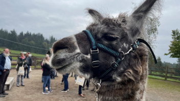 Lama e alpaca. A Bolzano il simposio e la conferenza sui camelidi del Nuovo Mondo dedicata agli*lle allevatori*trici