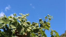 Adattamento climatico in agricoltura. A Bolzano la conferenza della rete ERIAFF 