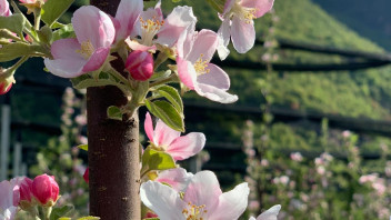 Flowerpower: Das verborgene Potenzial von Apfelblüten