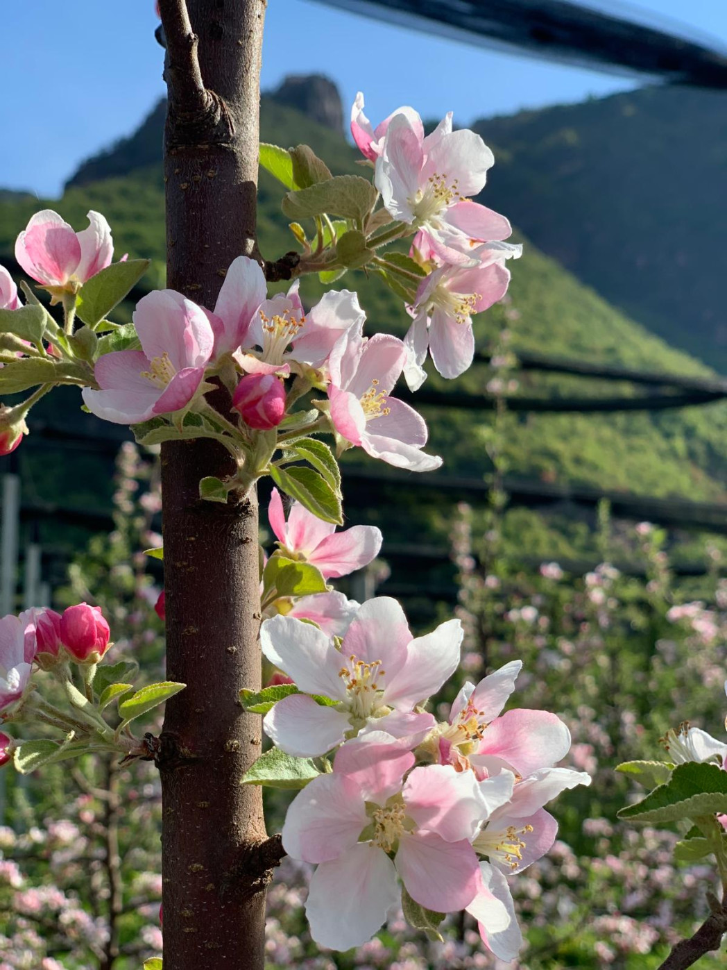 I meleti dove sono stati raccolti i fiori per lo studio.
