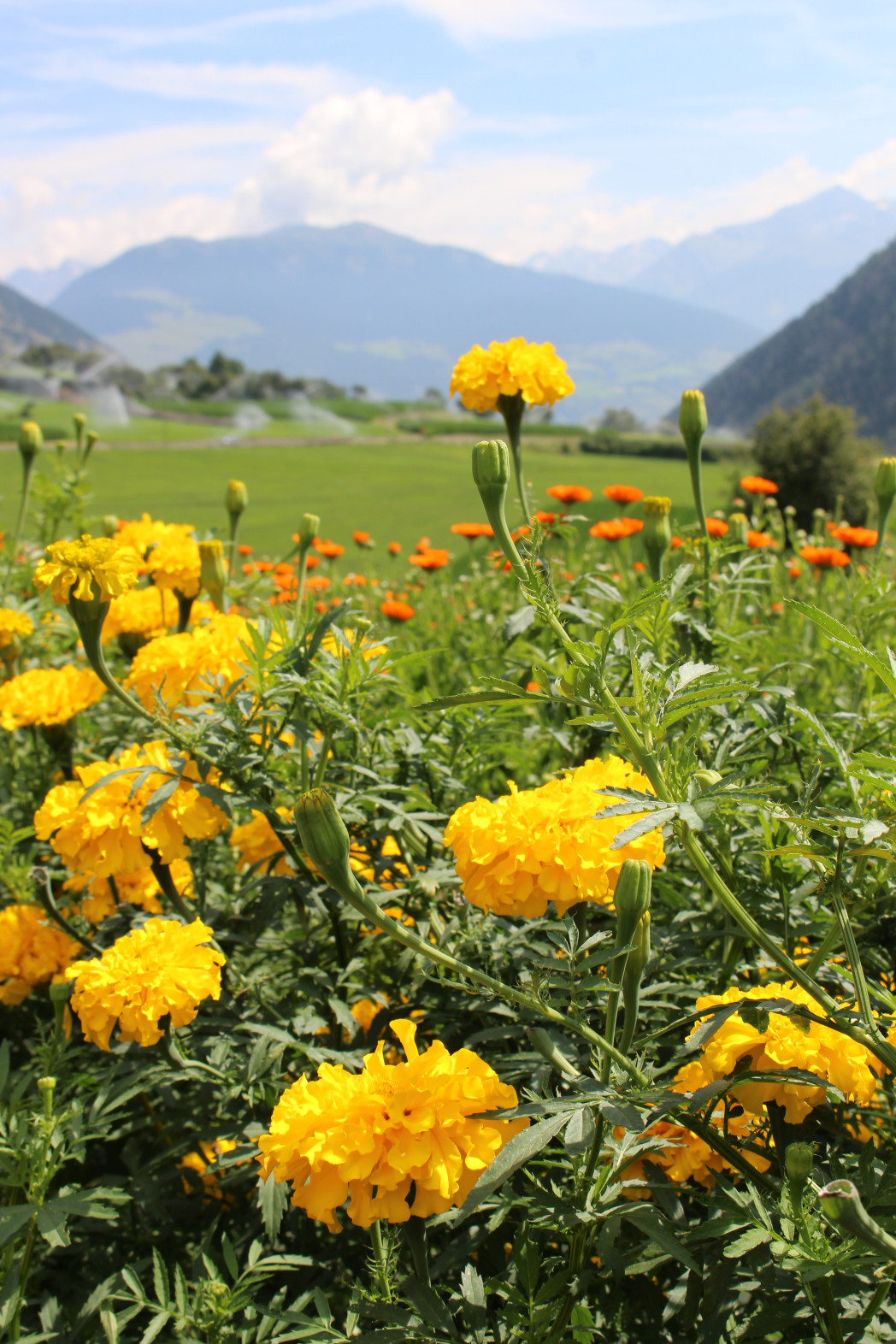 Eine bunte Blumenwiese mit gelben Pflanzen im Vordergrund.