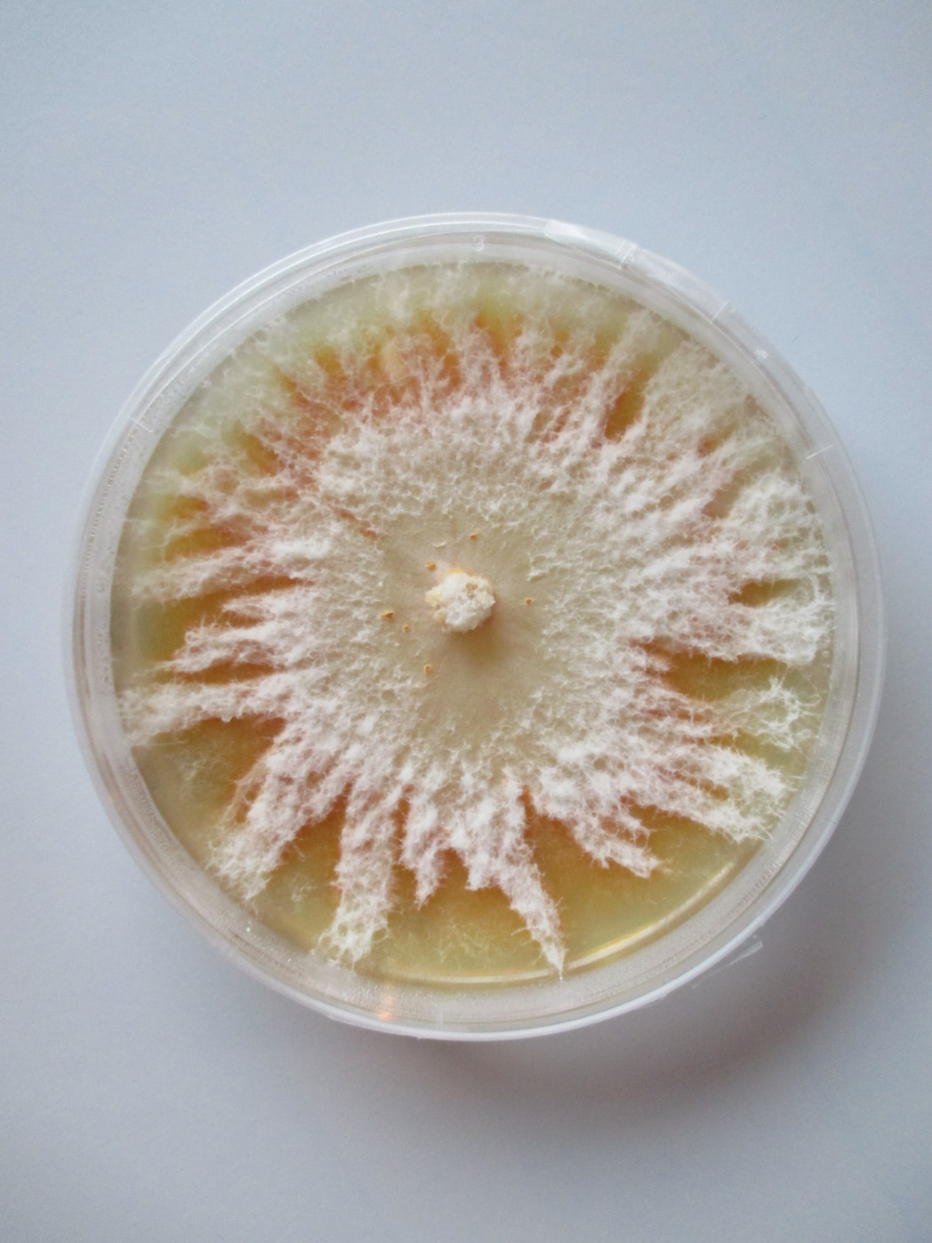 Eine Petrischale mit einer Pilzkultur.