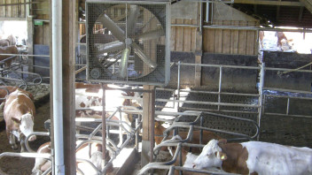 Gli effetti dello stress da calore sugli animali da allevamento e sulle piante