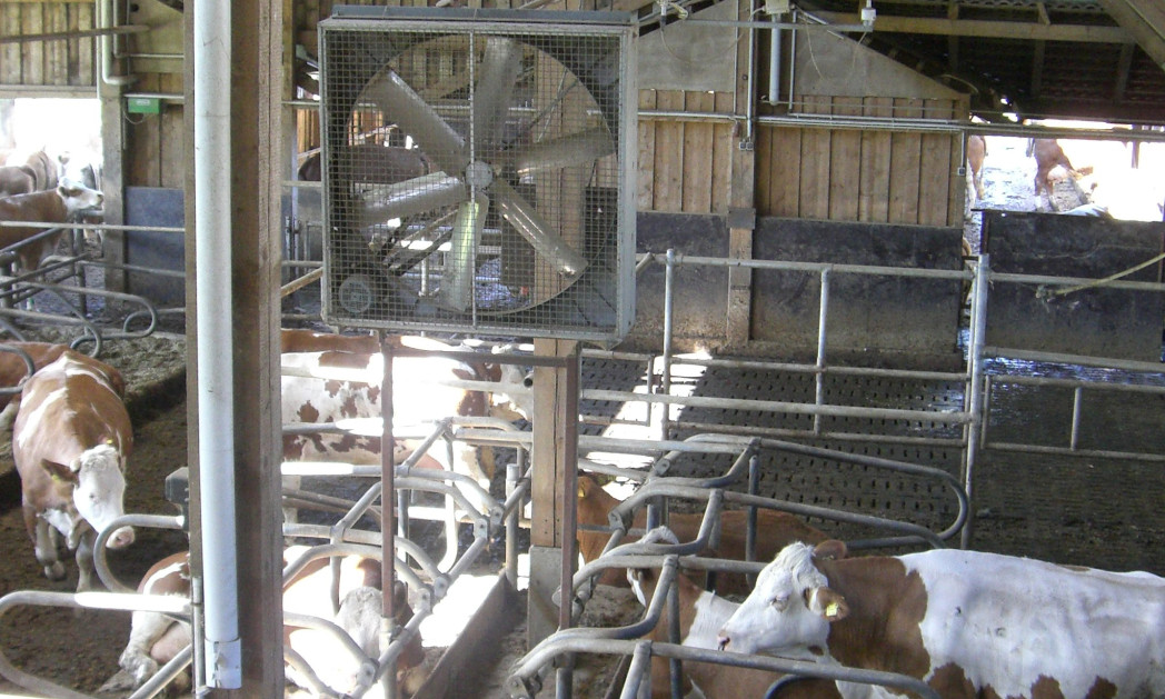 Alcune mucche in una stalla. Un ventilatore pende dal soffitto.