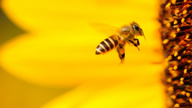 Warum wir Insekten brauchen. Entomolog*innen aus Deutschland und Italien in Bozen