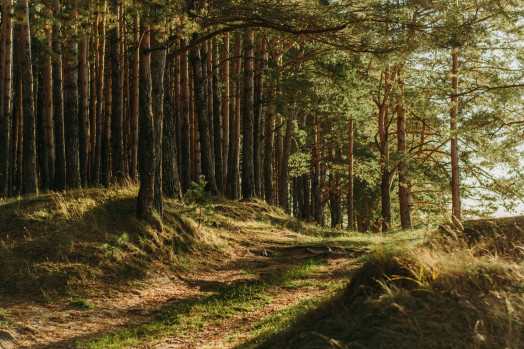 Ein Nadelwald.